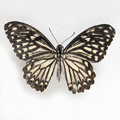 The common mime Papilio clytia form dissimilis